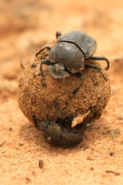 Dung Beetles — Stock Photo, Image