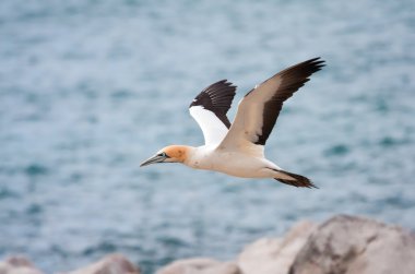 Cape Gannet