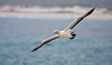 Cape Gannet