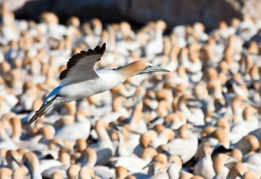 Cape Gannet