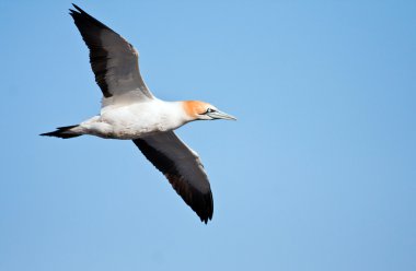 Cape Gannet