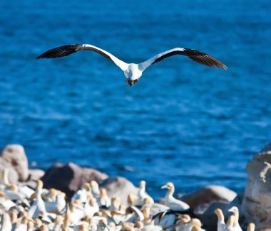 Cape Gannet