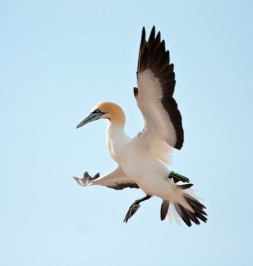 Cape Gannet