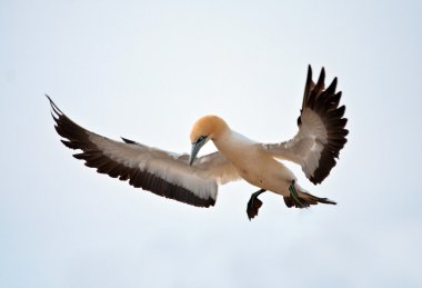 Cape Gannet