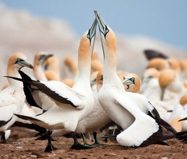 Cape Gannets Greeting clipart