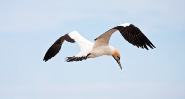 Cape Gannet