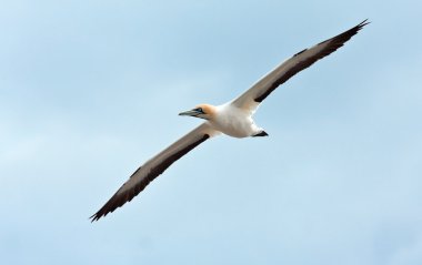 Cape Gannet