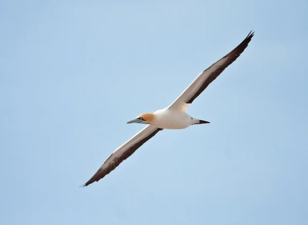 케이프 gannet — 스톡 사진