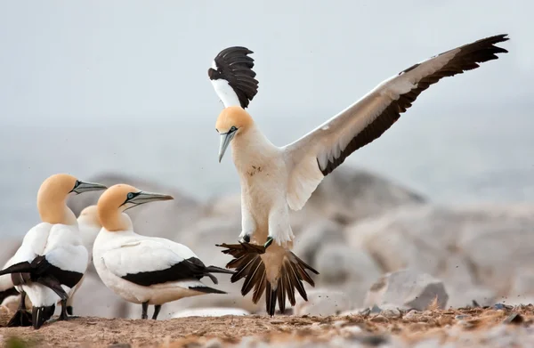 Cape gannet açılış — Stok fotoğraf