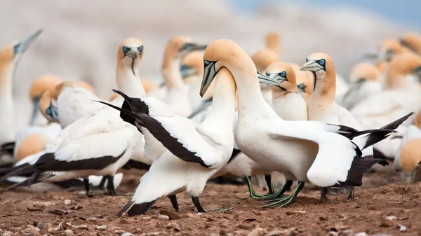 Cape Gannets Greeting — Stock Photo, Image