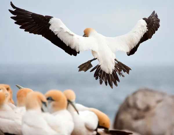 Cape Gannet — Stok fotoğraf