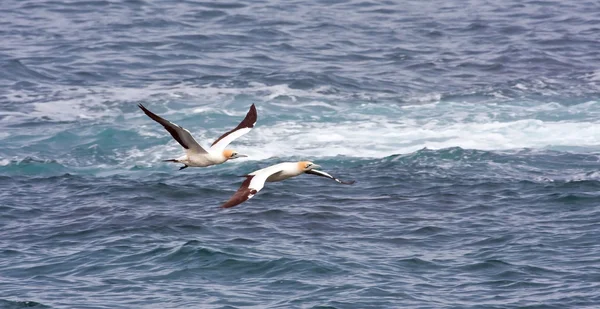 Cabo Gannets voando perto do oceano — Fotografia de Stock