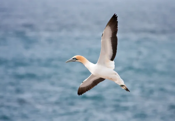 Cape gannet landning — Stockfoto