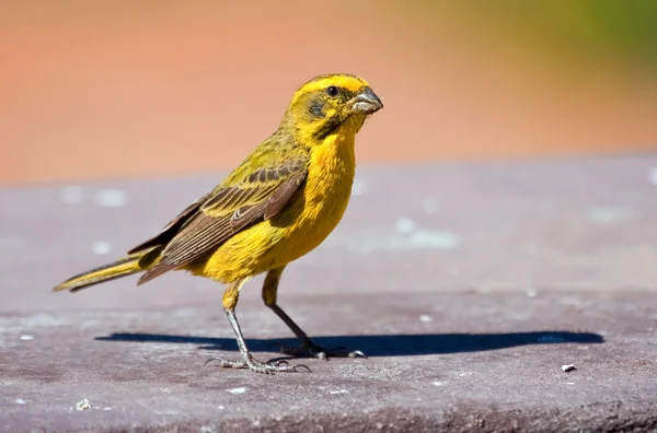 Yellow Canary — Stock Photo, Image