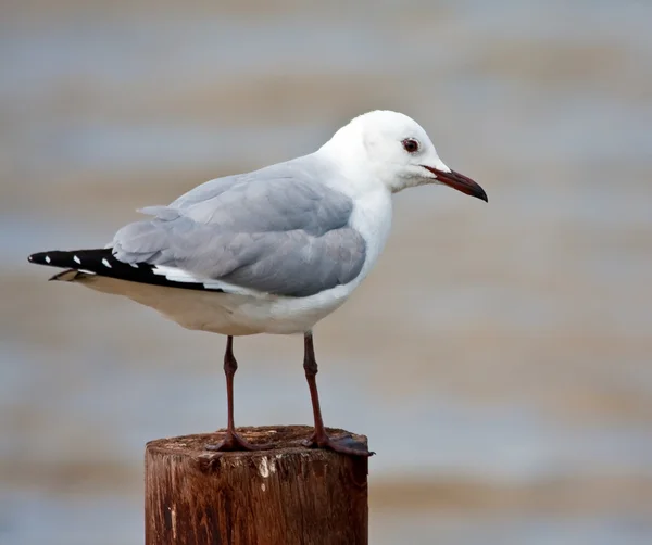 stock image Hartlaub's Gull