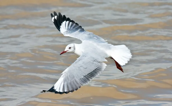 Hartlaub's Gull — Stock Photo, Image