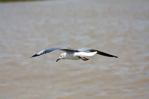 特劳布的海鸥 — 图库照片
