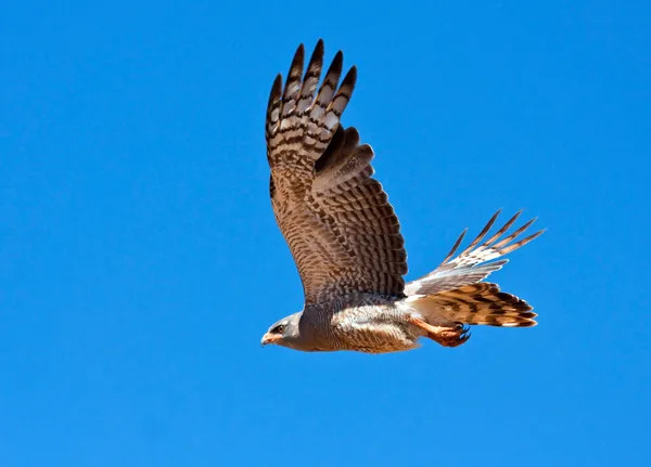 Güney soluk ilahi çakır kuşu — Stok fotoğraf