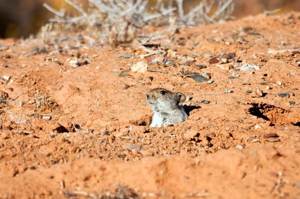 Rato escondido é buraco no deserto — Fotografia de Stock