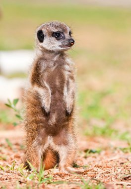 Bebek suricate ayakta upstraight