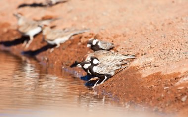 Thirsty Grey-backed Sparrow-larks clipart