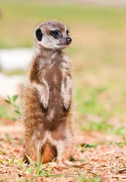 Baby suricate staande upstraight — Stockfoto