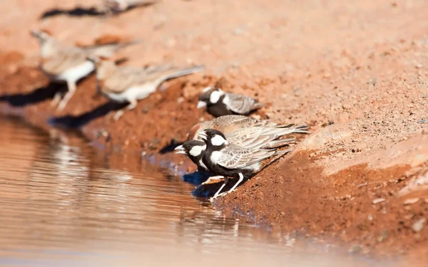 Thirsty Grey-backed Sparrow-larks — Stock Photo, Image