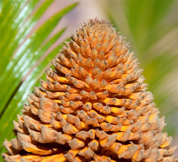 Palmvarens vruchten — Stockfoto