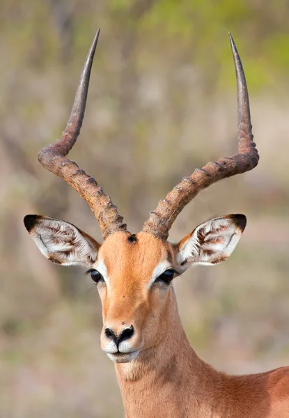 Retrato de Impala —  Fotos de Stock