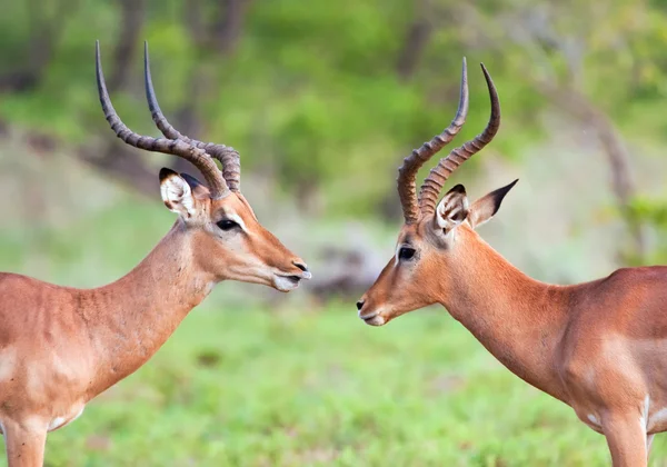 Dos carneros de Impala en posición cuadrada —  Fotos de Stock