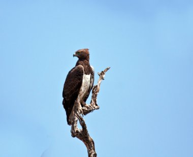 savaş kartal