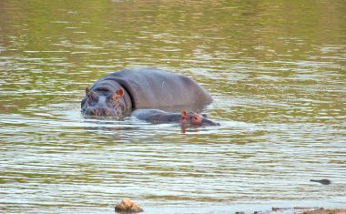 Hippo inek ve Dana