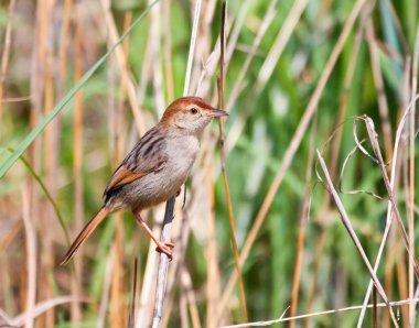 Levaillant'ın Cisticola