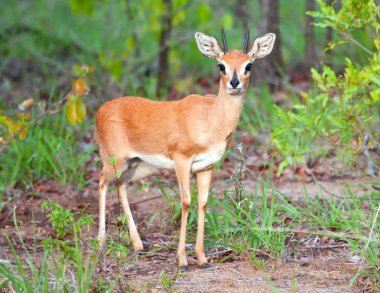 Steenbok