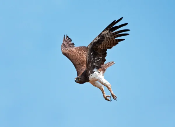 Águila marcial — Foto de Stock