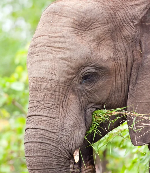 Afrikaanse olifanten kalf — Stockfoto
