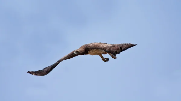 Боевой орёл — стоковое фото
