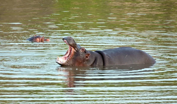 Bâillement d'hippopotame — Photo