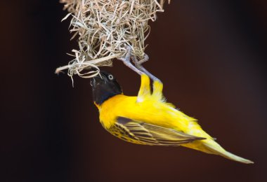 Lesser Masked Weaver clipart