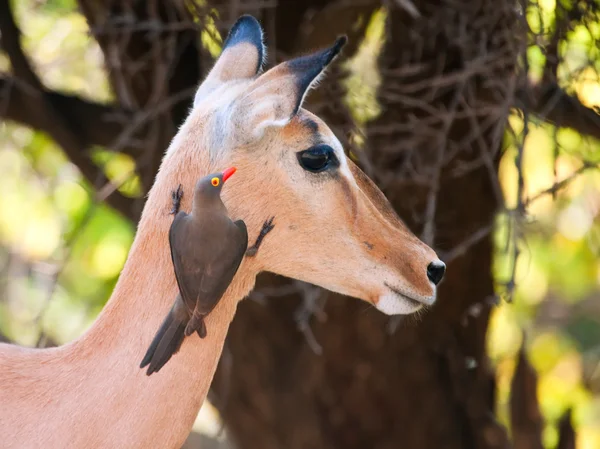 Oxpecker de pico rojo en Impala —  Fotos de Stock