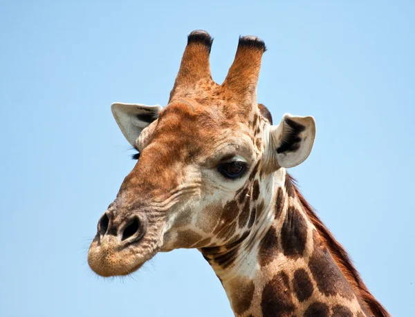 Zürafa portre — Stok fotoğraf