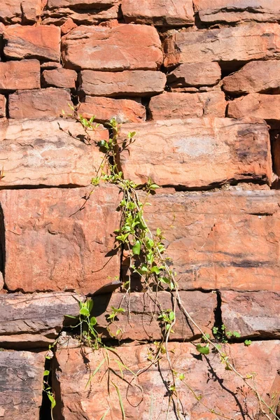 Rock wall with creeper — Stock Photo, Image