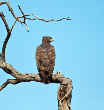 savaş kartal