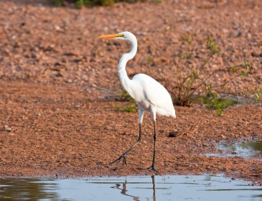 Great Egret clipart