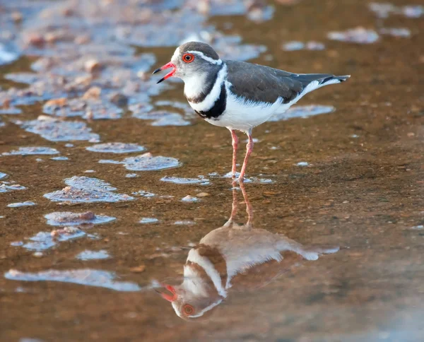 Three banded plover — Stock Photo, Image