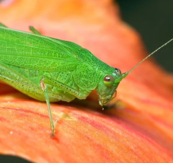 Makro för en grön gräshoppa — Stockfoto