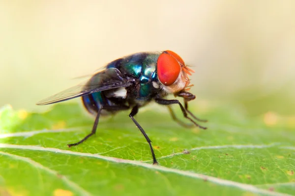 Macro de uma mosca — Fotografia de Stock
