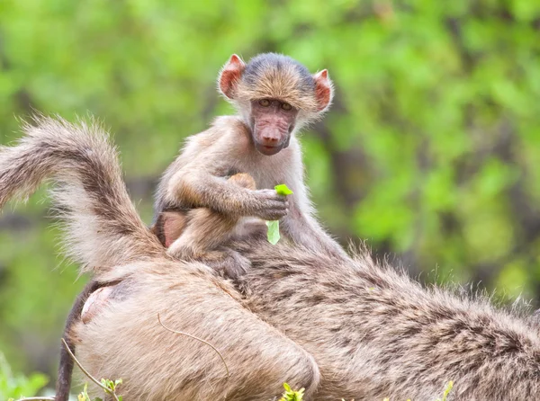 stock image Baboon baby on mother