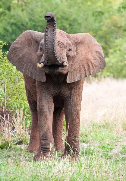 Giovane toro elefante — Foto Stock