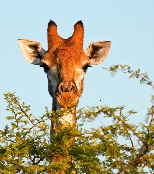 Giraffe eating thorn tree — Stock Photo, Image